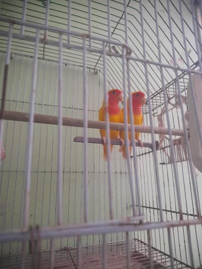 love birds