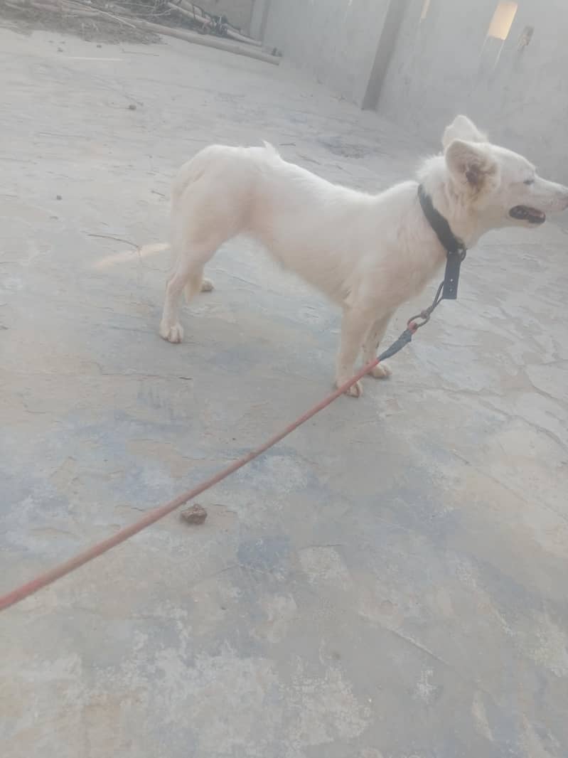 Russian Dog 1