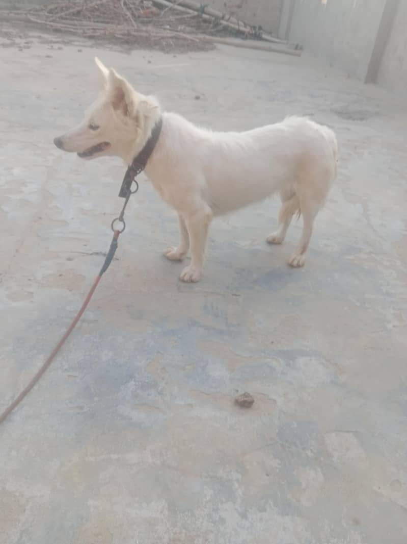 Russian Dog 2