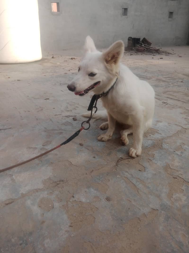 Russian Dog 4