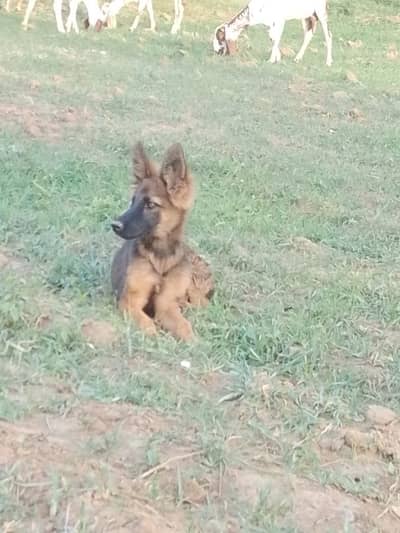 German Shepherd male