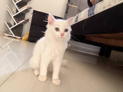 2 Female Persian Kittens | Vaccinated + Litter Trained | Both 15,000