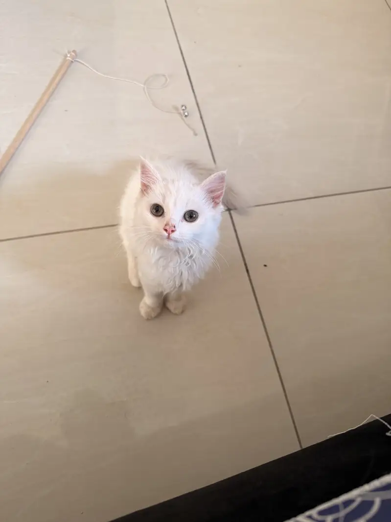 2 Female Persian Kittens | Vaccinated + Litter Trained | Both 15,000 — photo 2