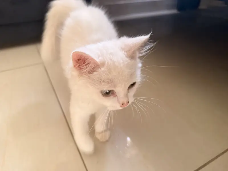 2 Female Persian Kittens | Vaccinated + Litter Trained | Both 15,000 — photo 3