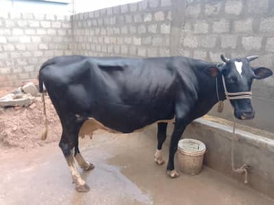 Friesian × Jersey Cross Cow – Heavy & Good Milk Record