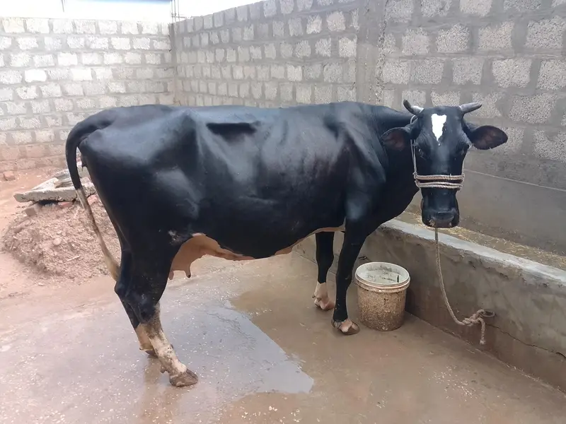 Friesian × Jersey Cross Cow – Heavy & Good Milk Record — photo 2