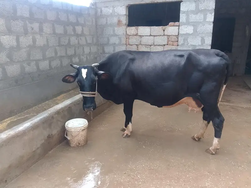 Friesian × Jersey Cross Cow – Heavy & Good Milk Record — photo 3