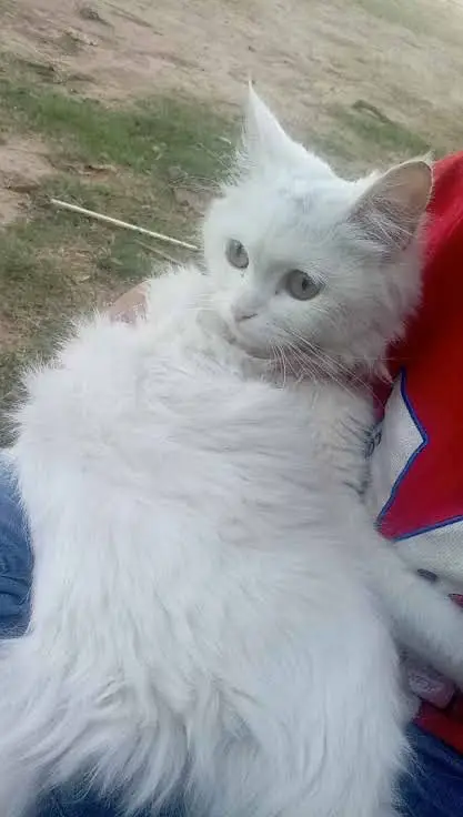 Persian cats for sale — photo 2