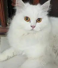 Persian cats for sale — photo 3