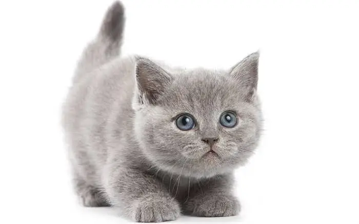 Persian cats for sale — photo 4