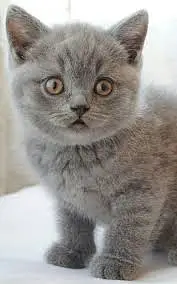 Persian cats for sale — photo 5