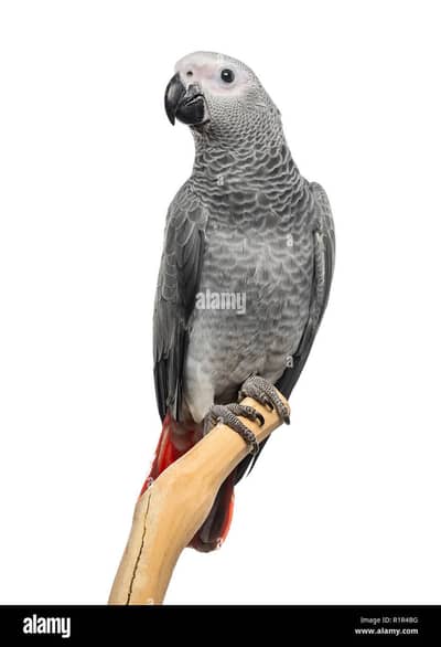 African gray parrot/ talking parrot/ gray parrot/ beautiful parrot