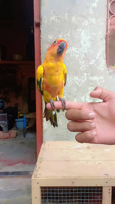 Hand tame