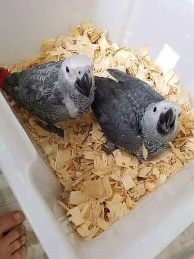 African grey parrot cheeks for sale 0340/4751/560