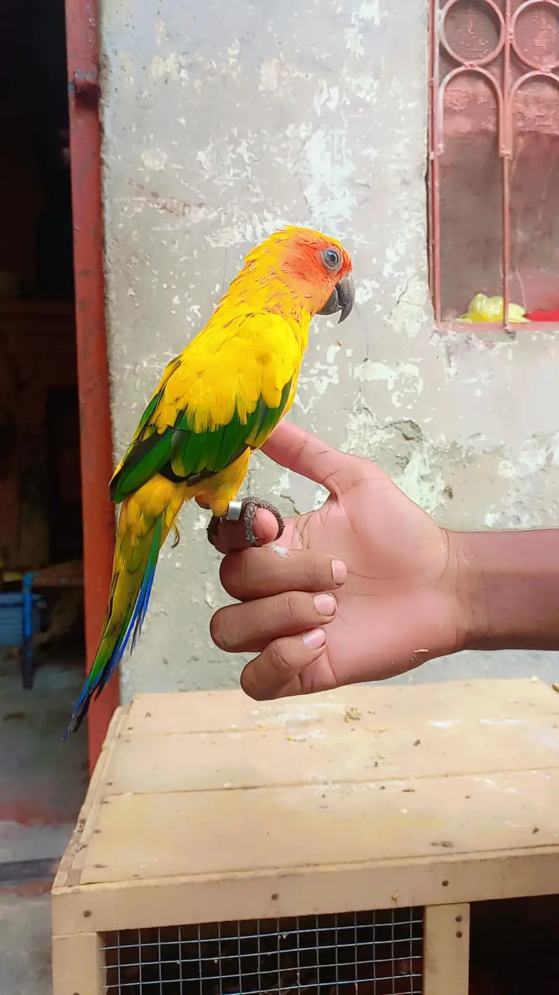 Hand tame — photo 2