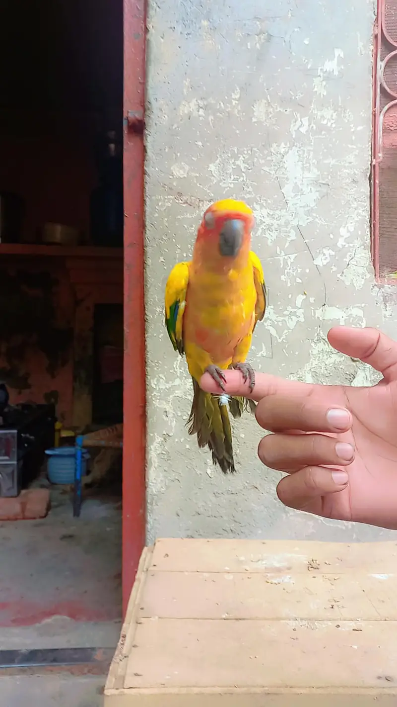 Hand tame — photo 4