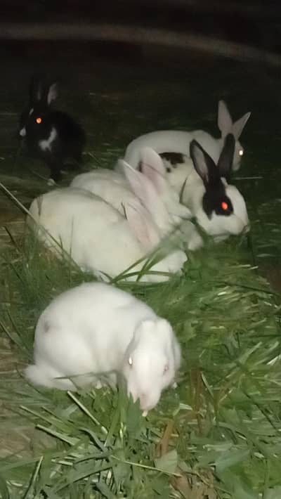 rabbit