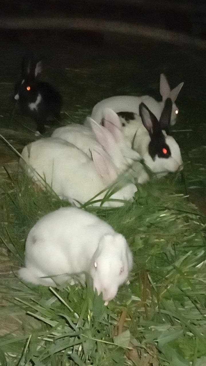 rabbit 0