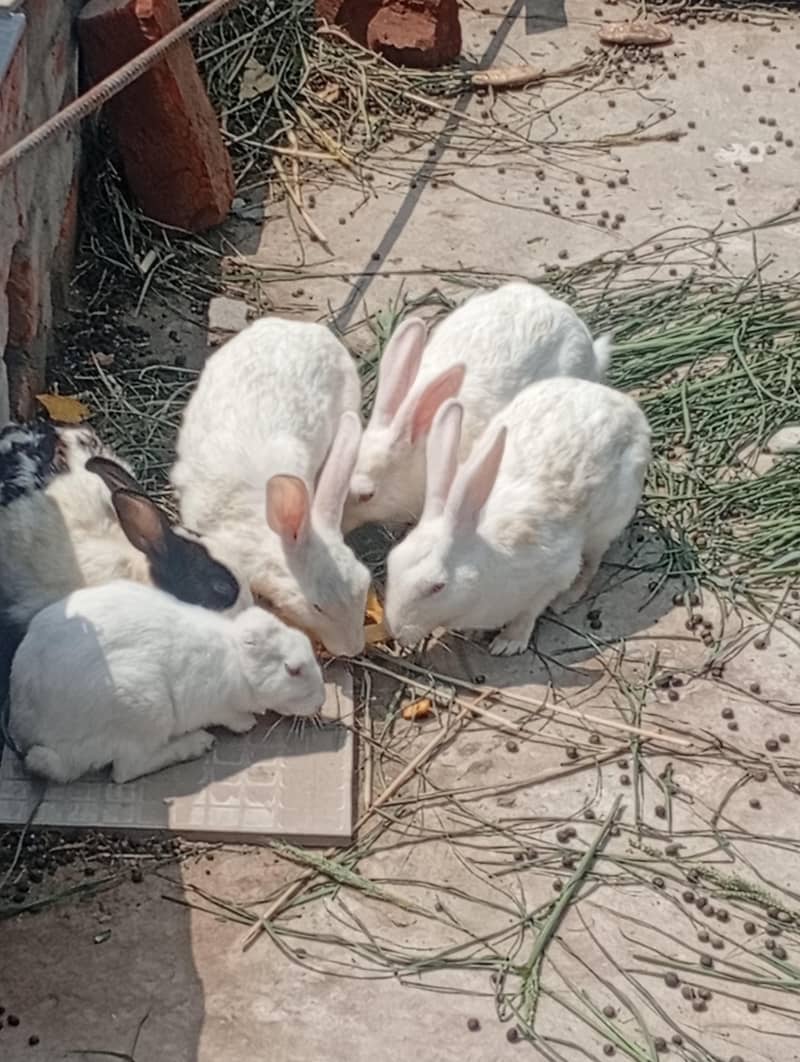 rabbit 1