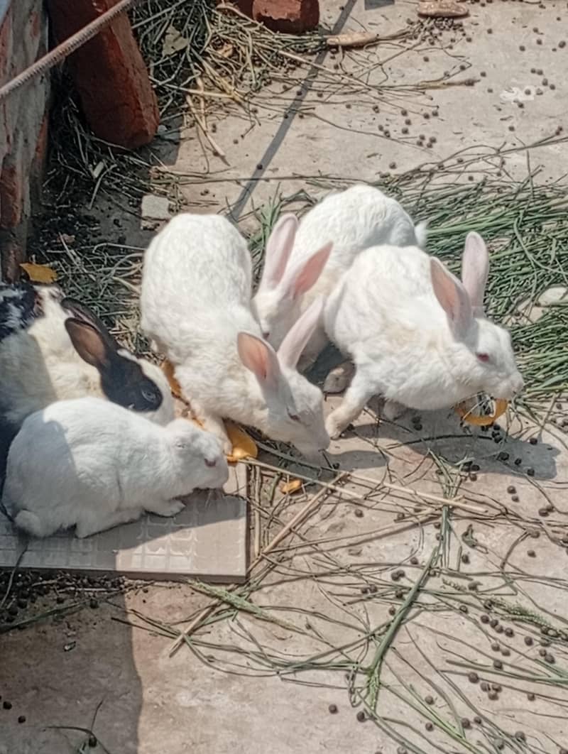 rabbit 2