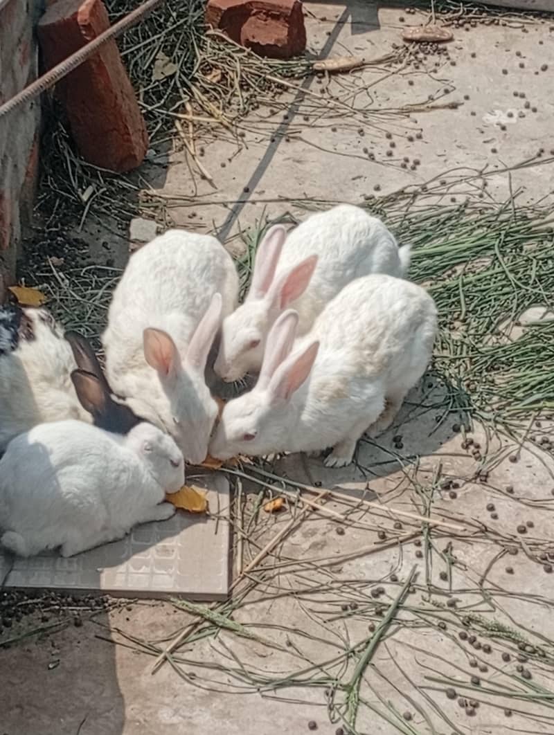 rabbit 3