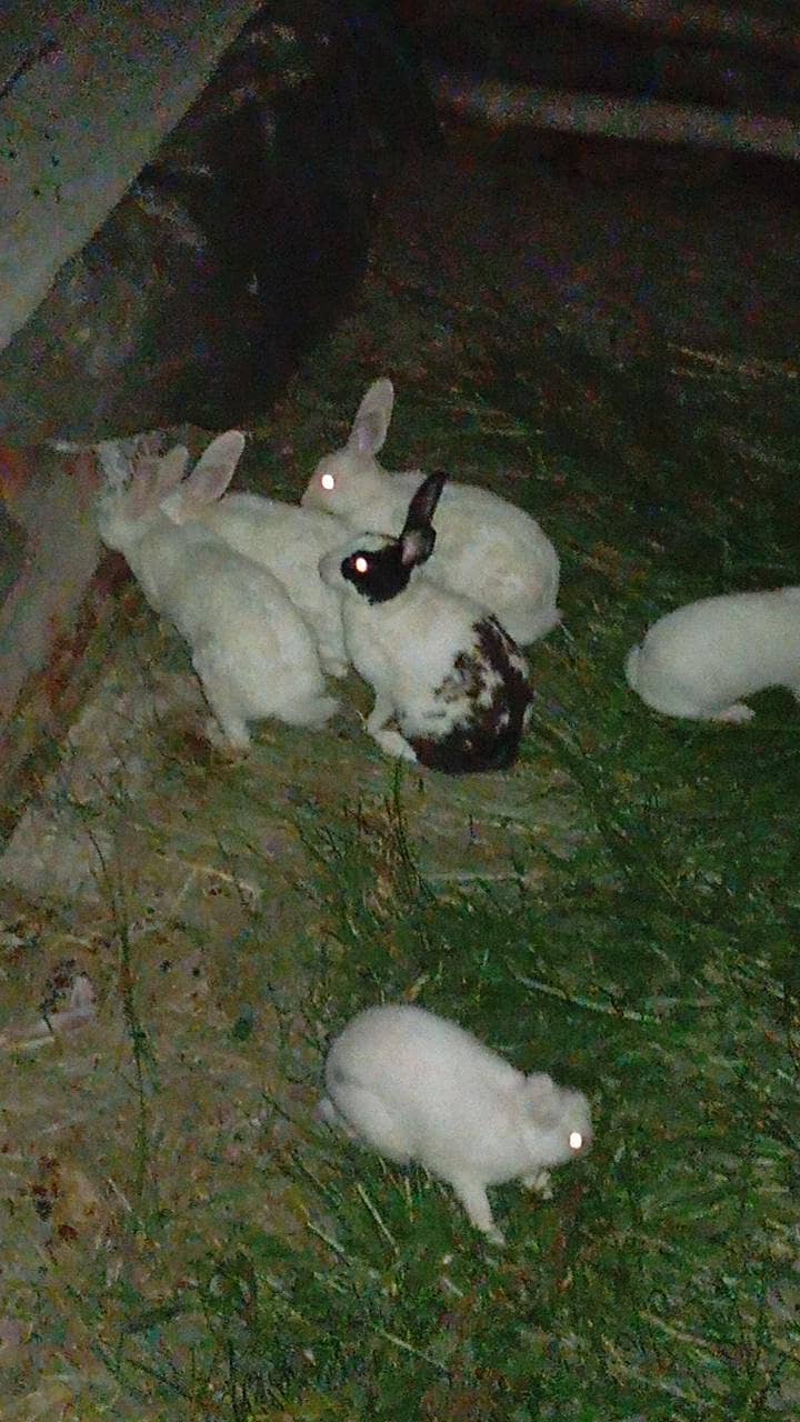 rabbit 5