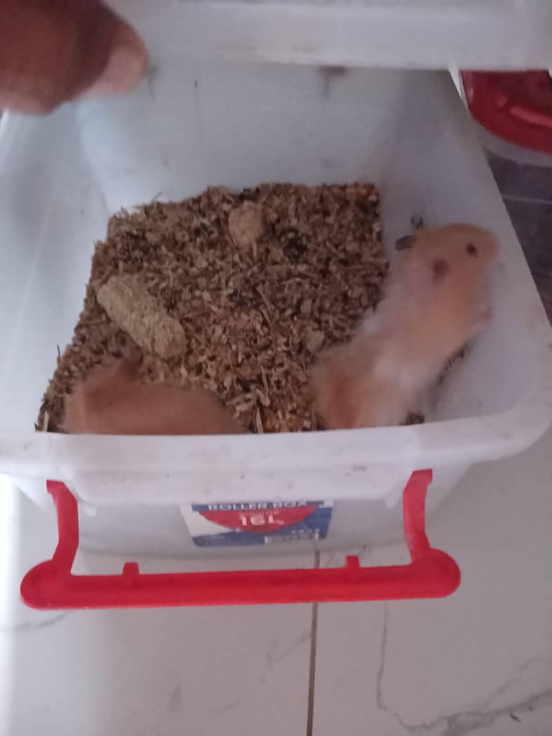 hamster breeder pair 0