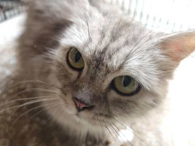 Grey Persian Cat