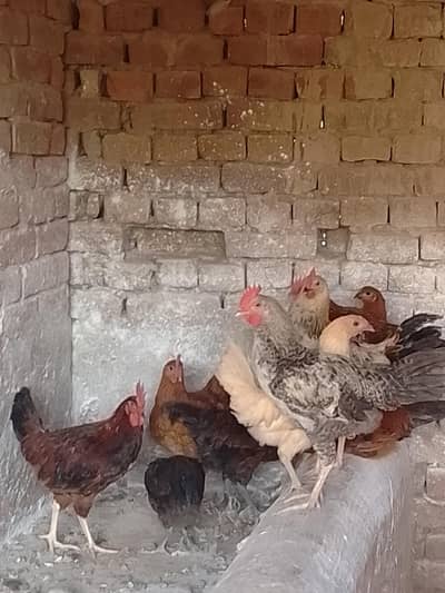 Desi murgi or murga for sale. Home breed hain.