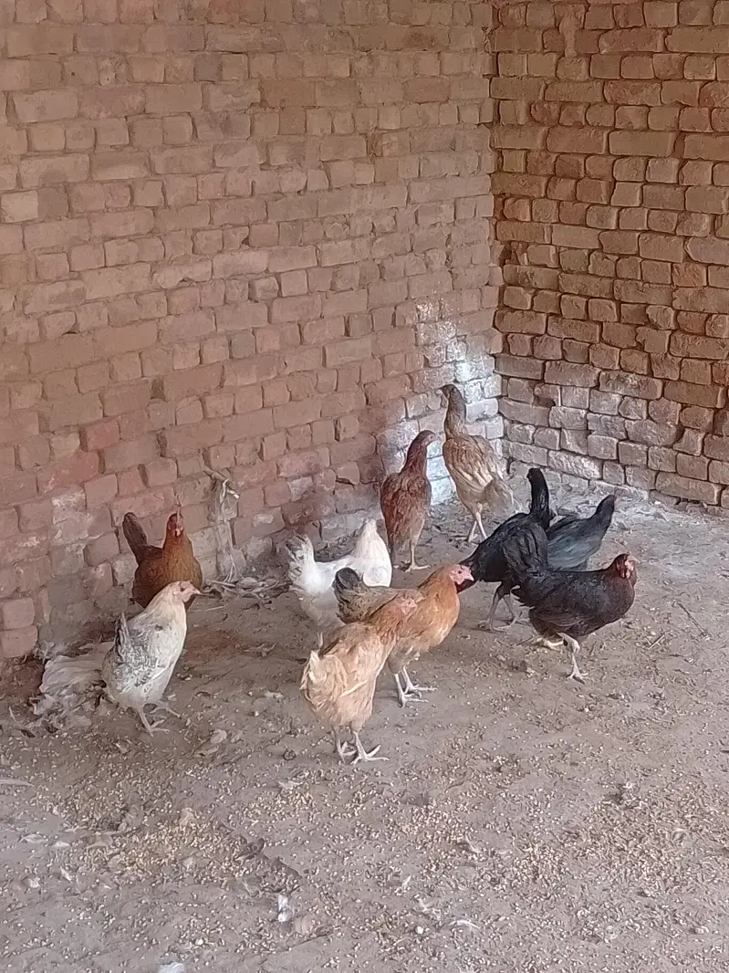 Desi murgi or murga for sale. Home breed hain. — photo 2