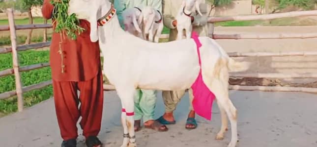 Rajanpuri Bakri 3 Bacchon Ka Sath for sale  03218617598
