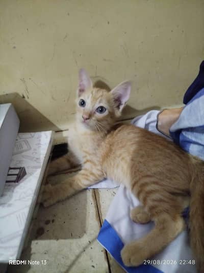 kitten available for adoption