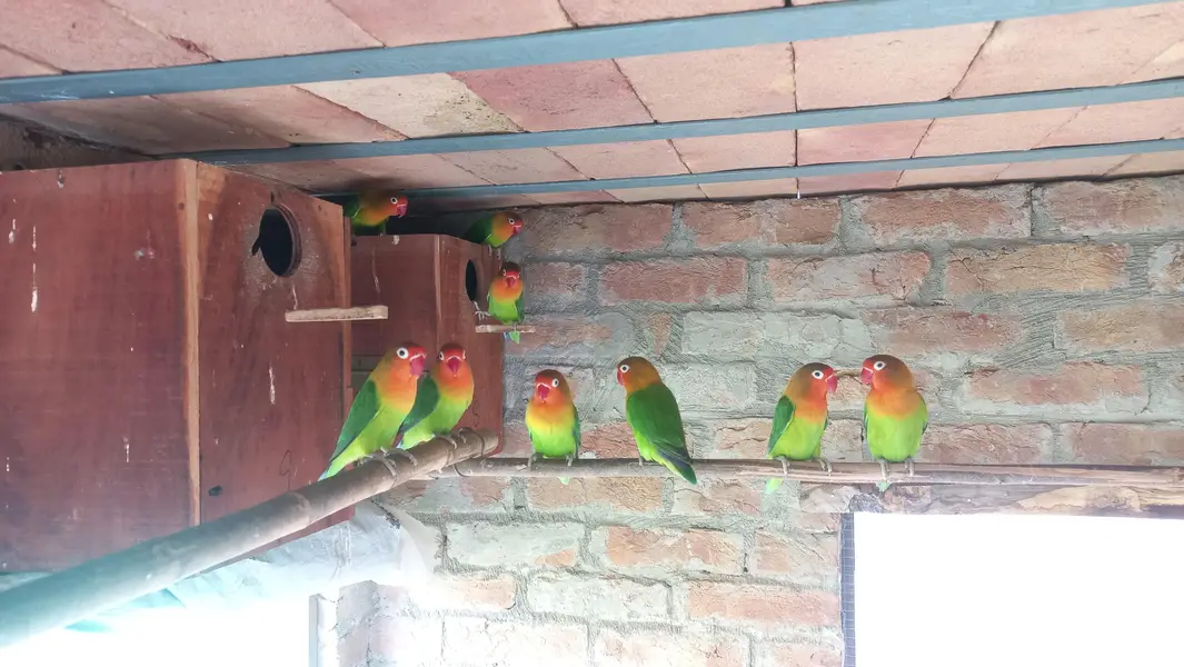 love birds fisher — photo 3