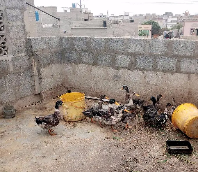 Ducks for sale Urgent sale — photo 2