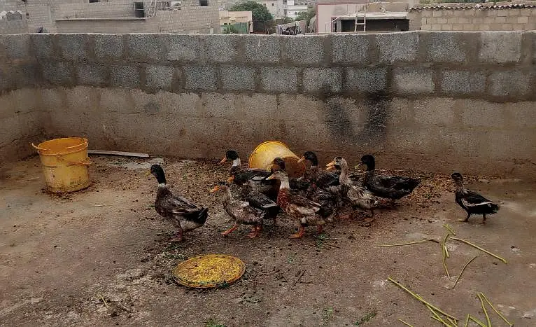 Ducks for sale Urgent sale — photo 3