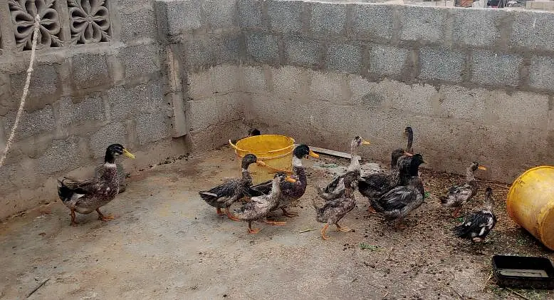 Ducks for sale Urgent sale — photo 4