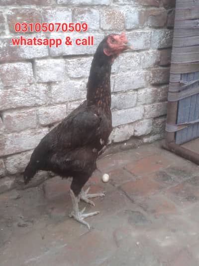 aseel vait hen breeder female