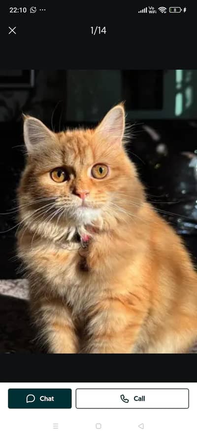 female cat