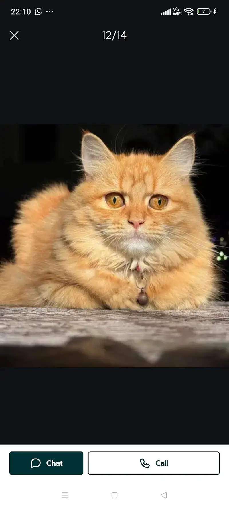 female cat — photo 2