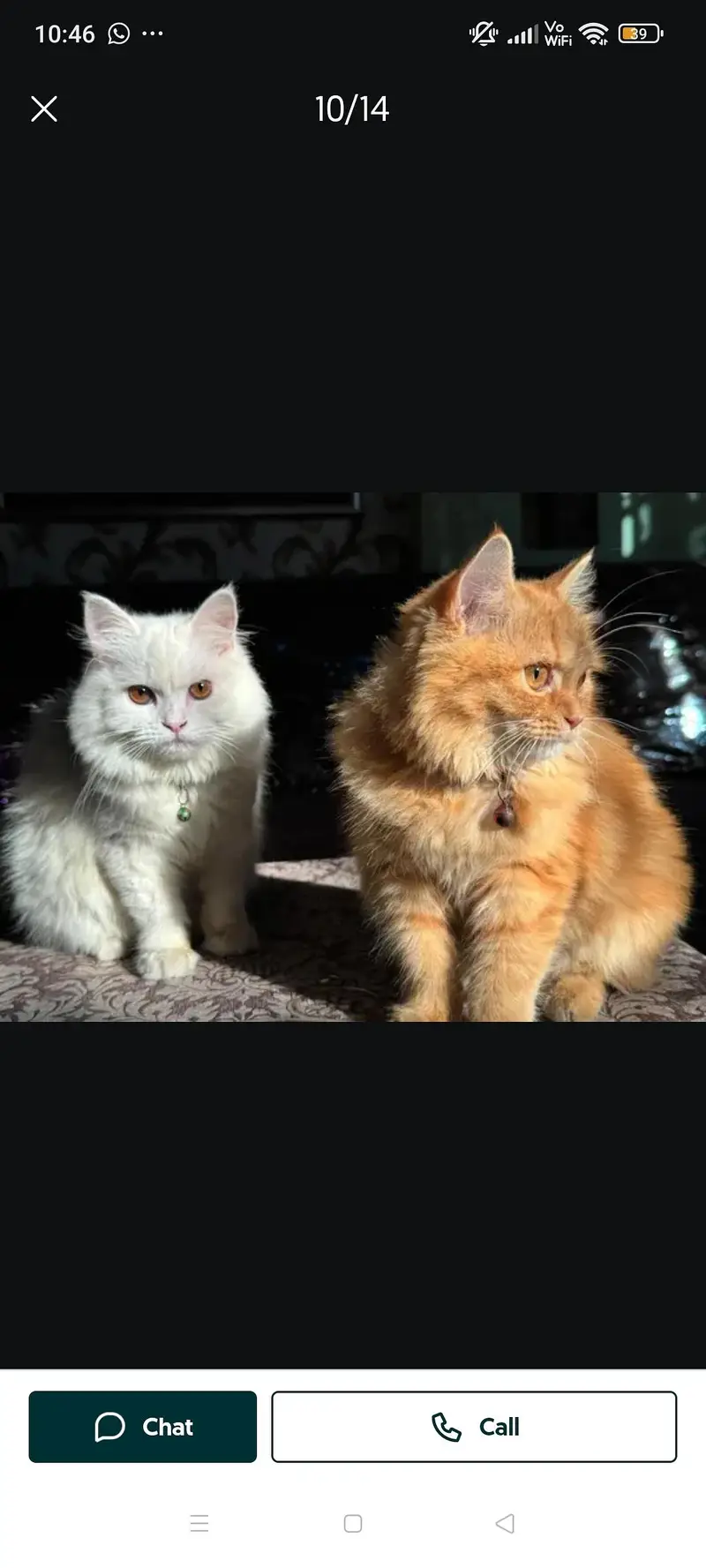 female cat — photo 3