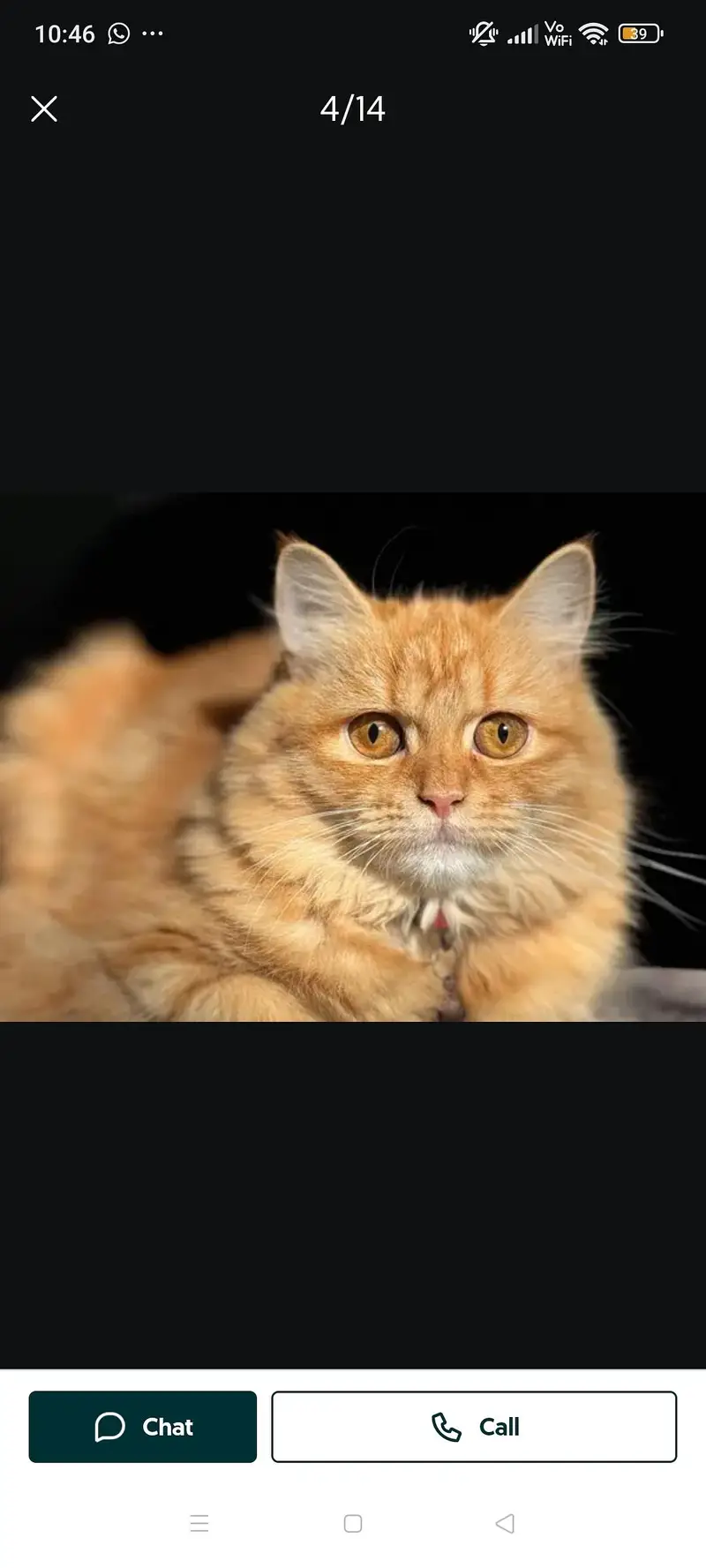 female cat — photo 4
