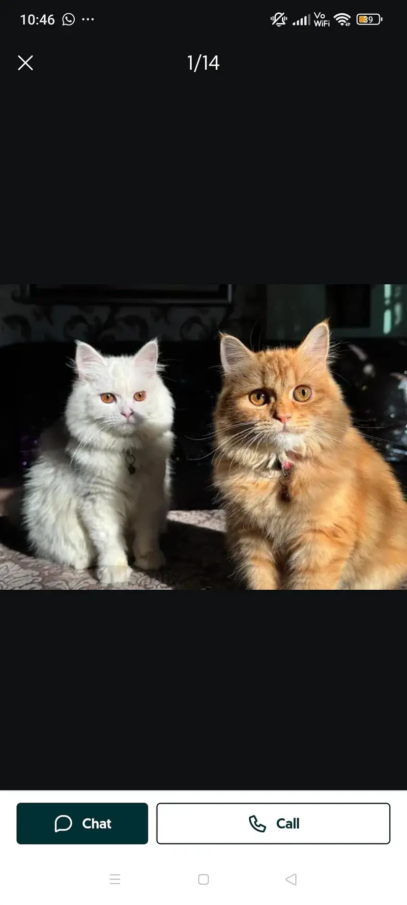 female cat — photo 5