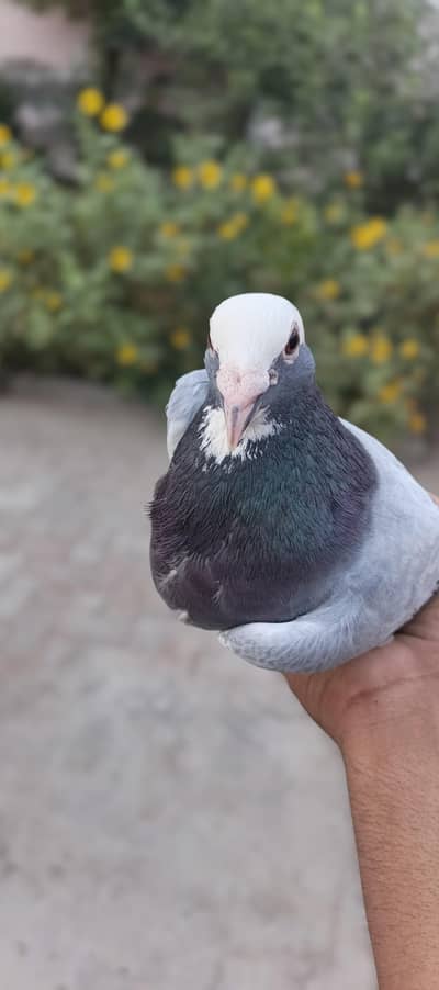 Best pigeons with black eyes