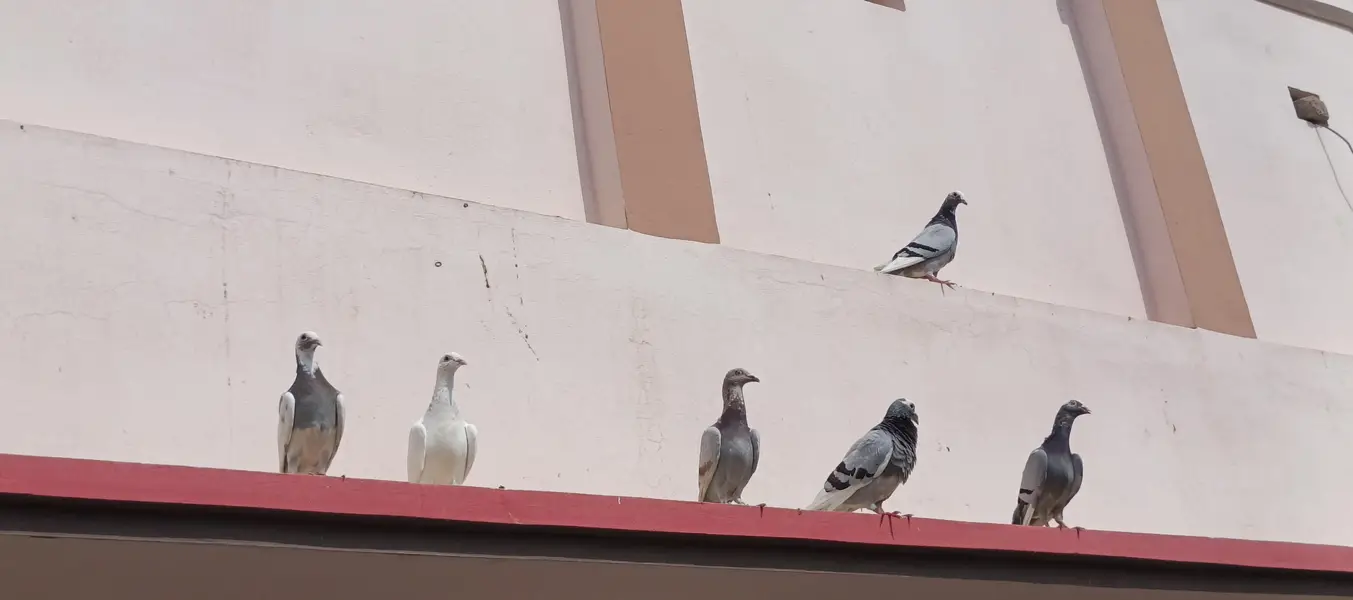 Best pigeons with black eyes — photo 2