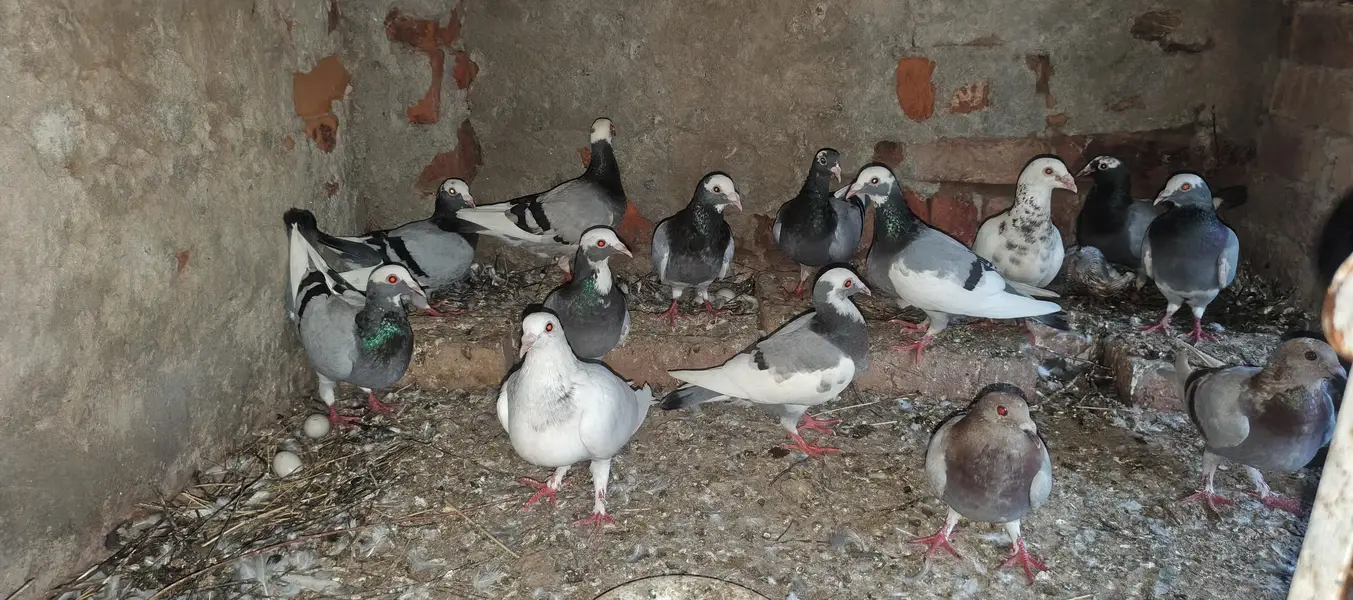 Best pigeons with black eyes — photo 3