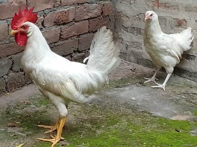 Desi Murgiyan