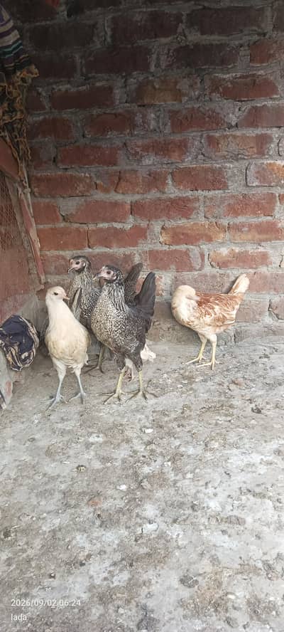 dasi murgya