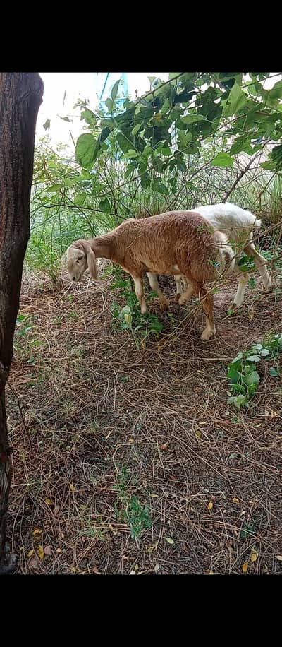 Turkey Dumba for Sale