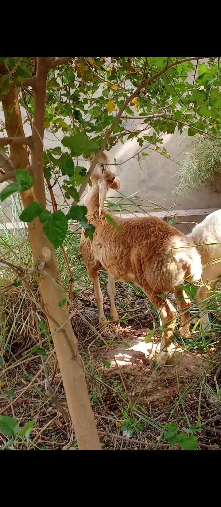 Turkey Dumba for Sale — photo 2