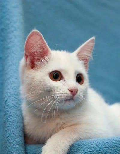 White Persian Kittens Double Coated